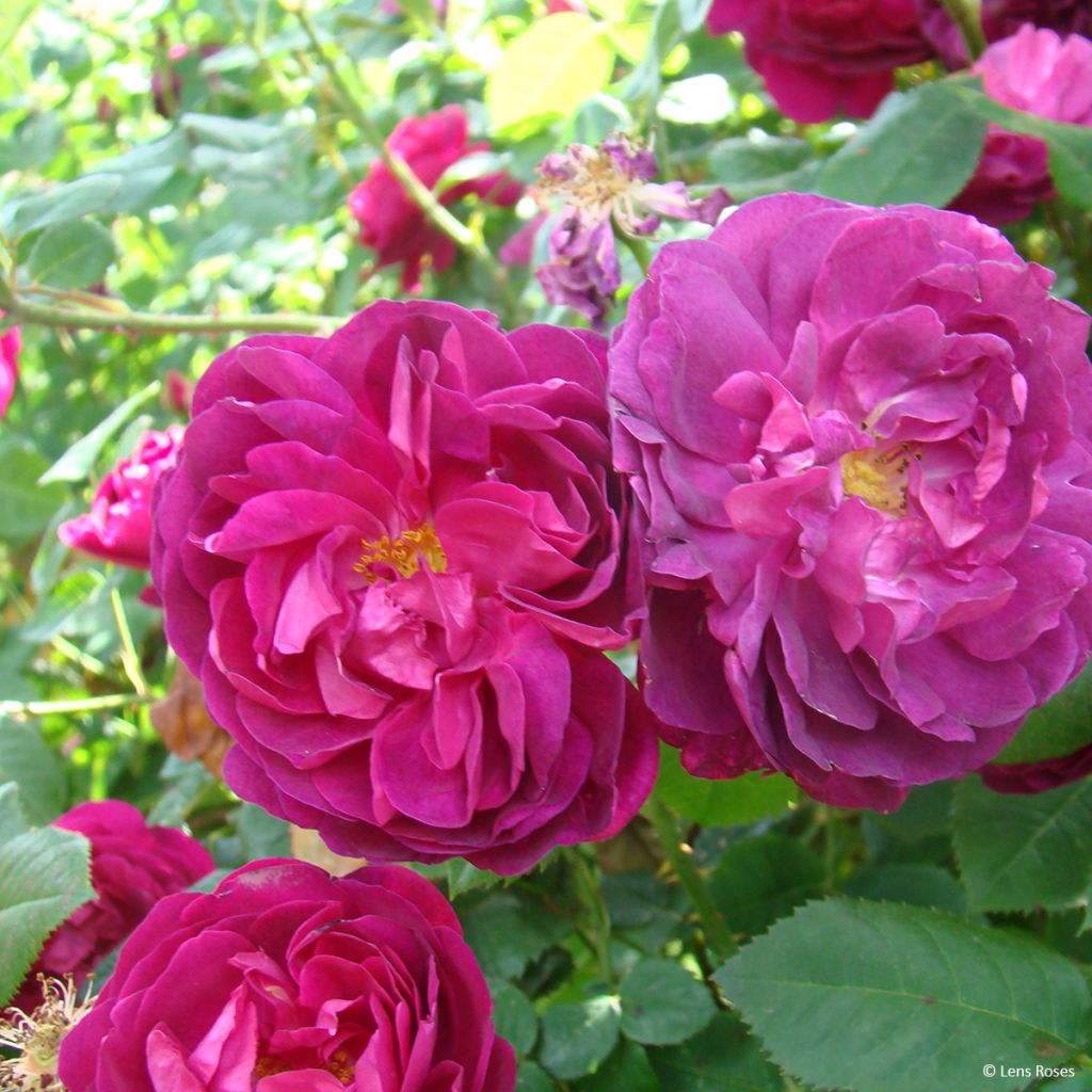Rosal gallica officinalis Etoile Pourpre