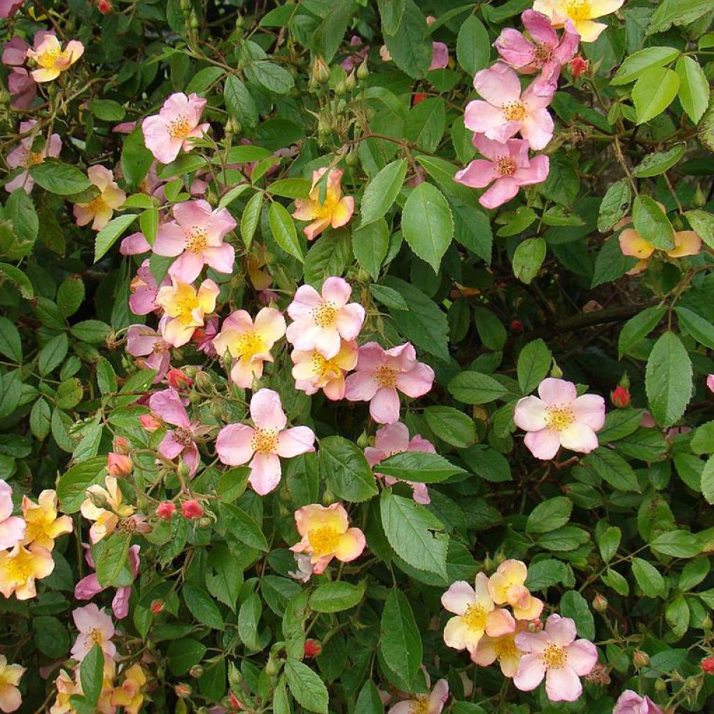 Rosal Plaisanterie