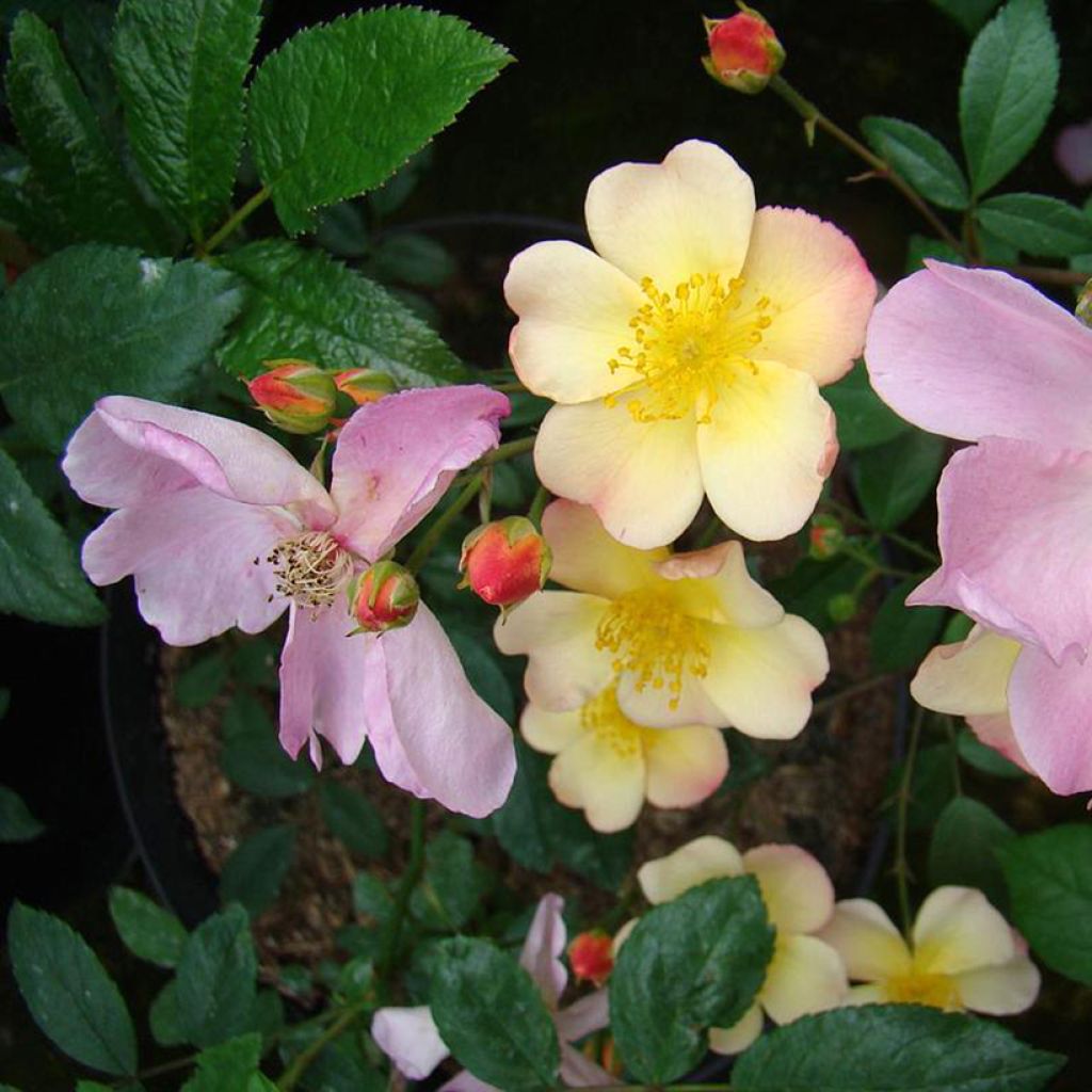 Rosal Plaisanterie