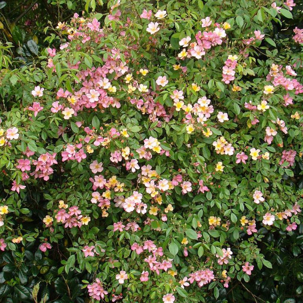 Rosal Plaisanterie