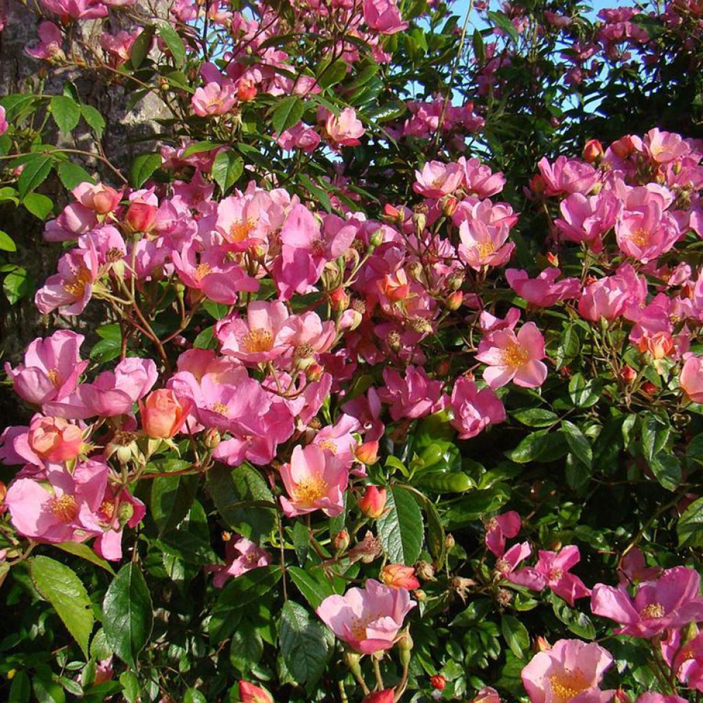 Rosal Plaisanterie