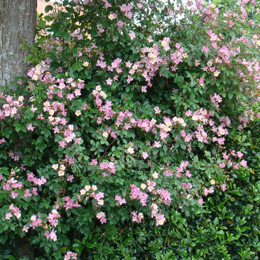 Rosal Plaisanterie
