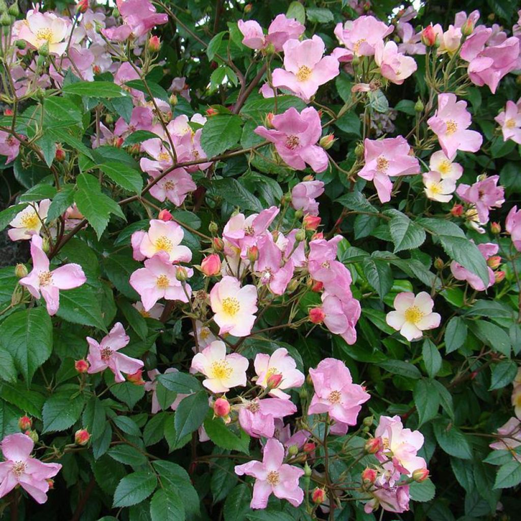 Rosal Plaisanterie
