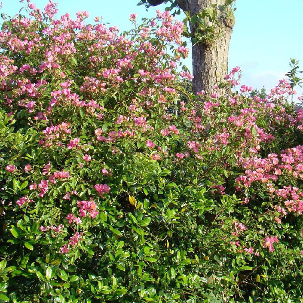 Rosal Plaisanterie