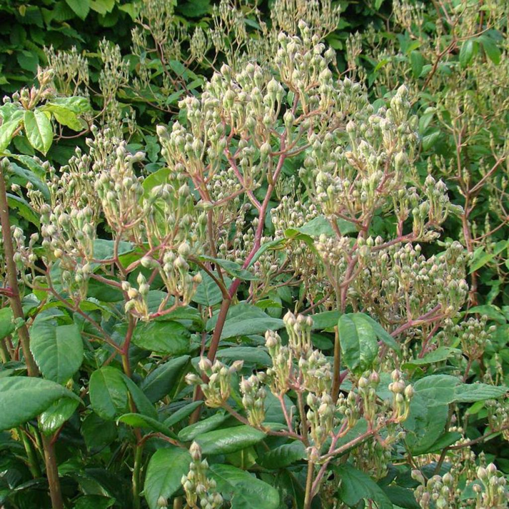 Rosal Waterloo