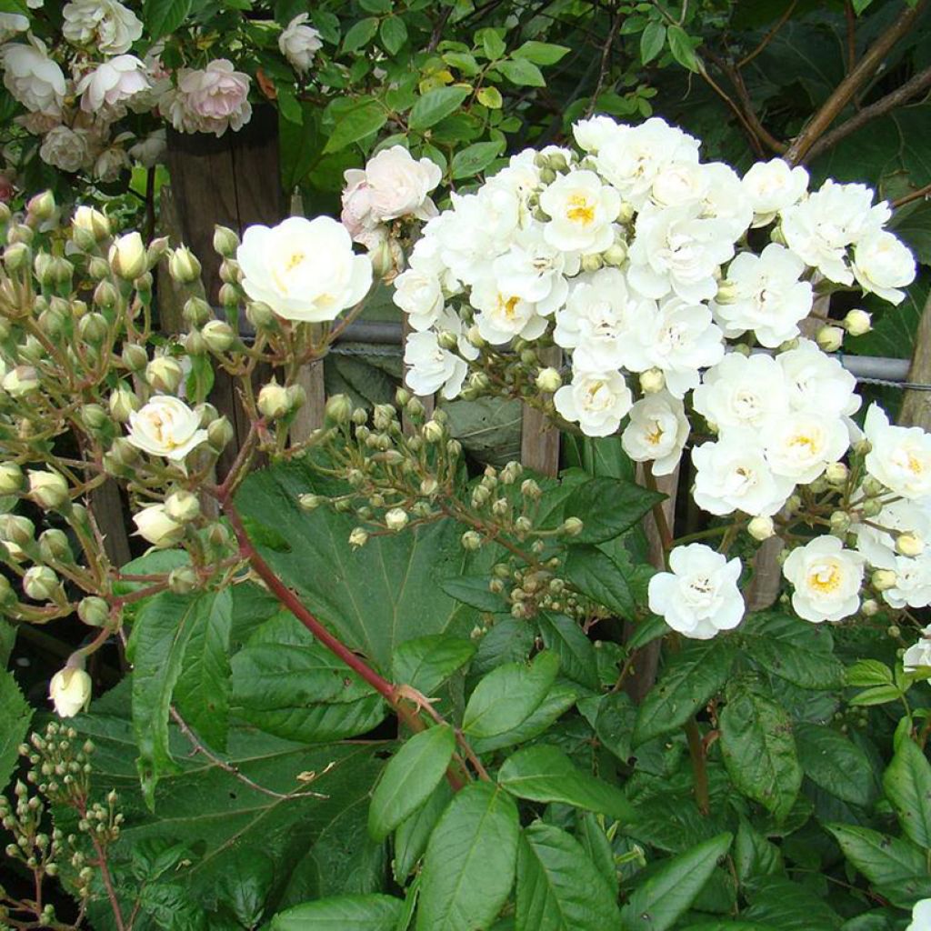 Rosal Waterloo