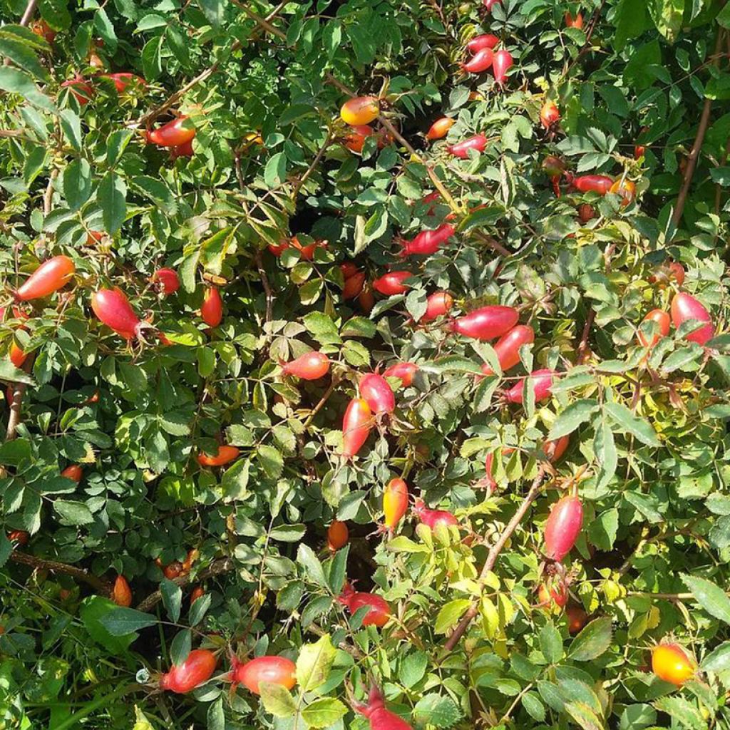 Rosal pendulina Bourgogne