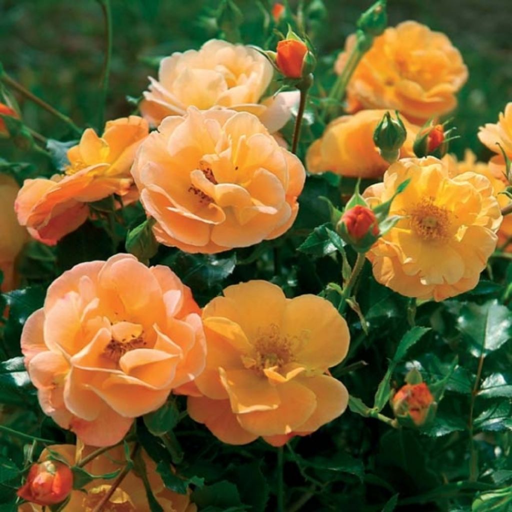 Rosal Calizia