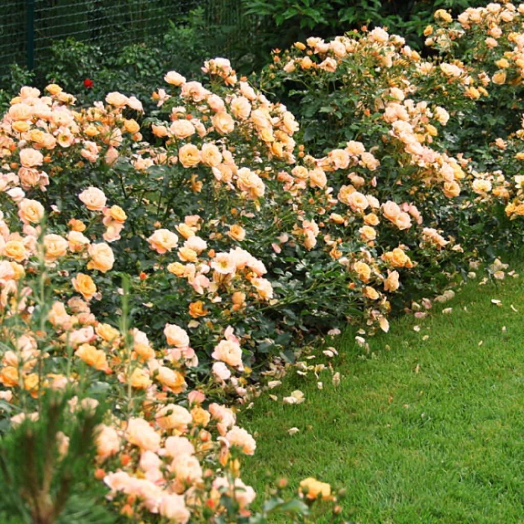 Rosal Calizia