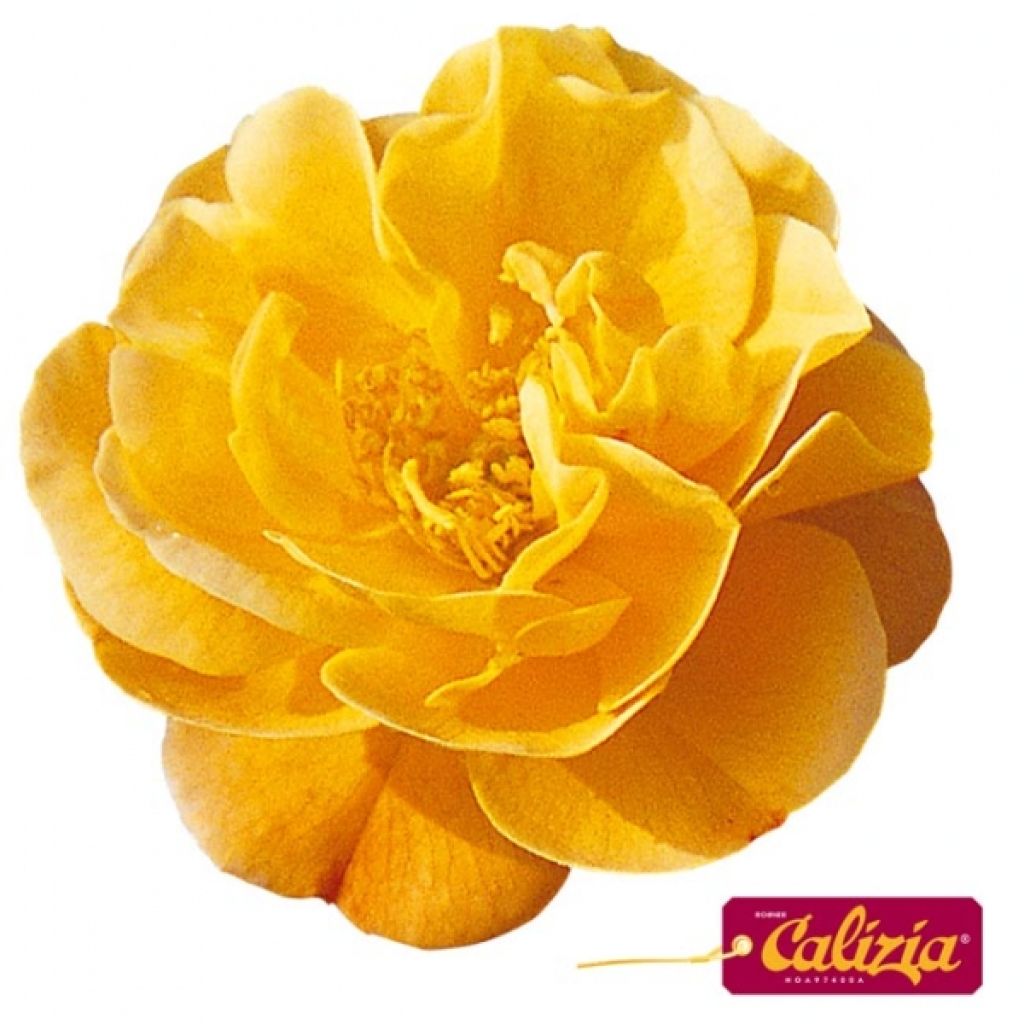 Rosal Calizia