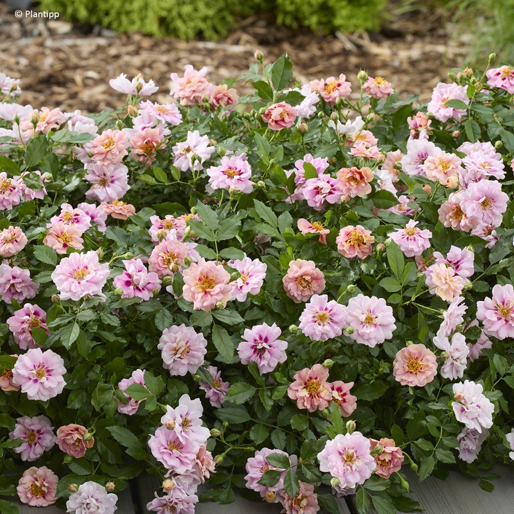 Rosa Amirose - Rosal tapizante