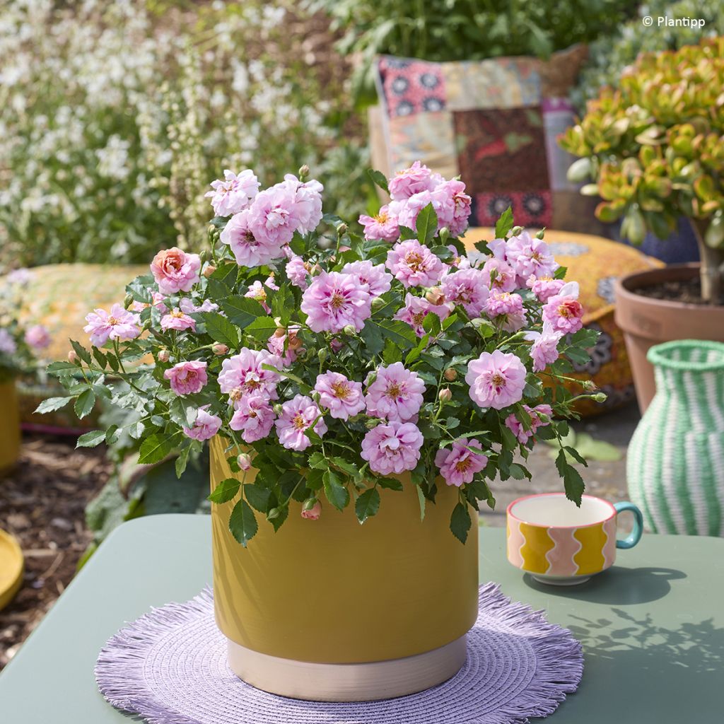 Rosa Amirose - Rosal tapizante