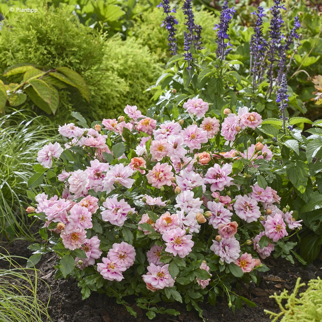Rosa Amirose - Rosal tapizante