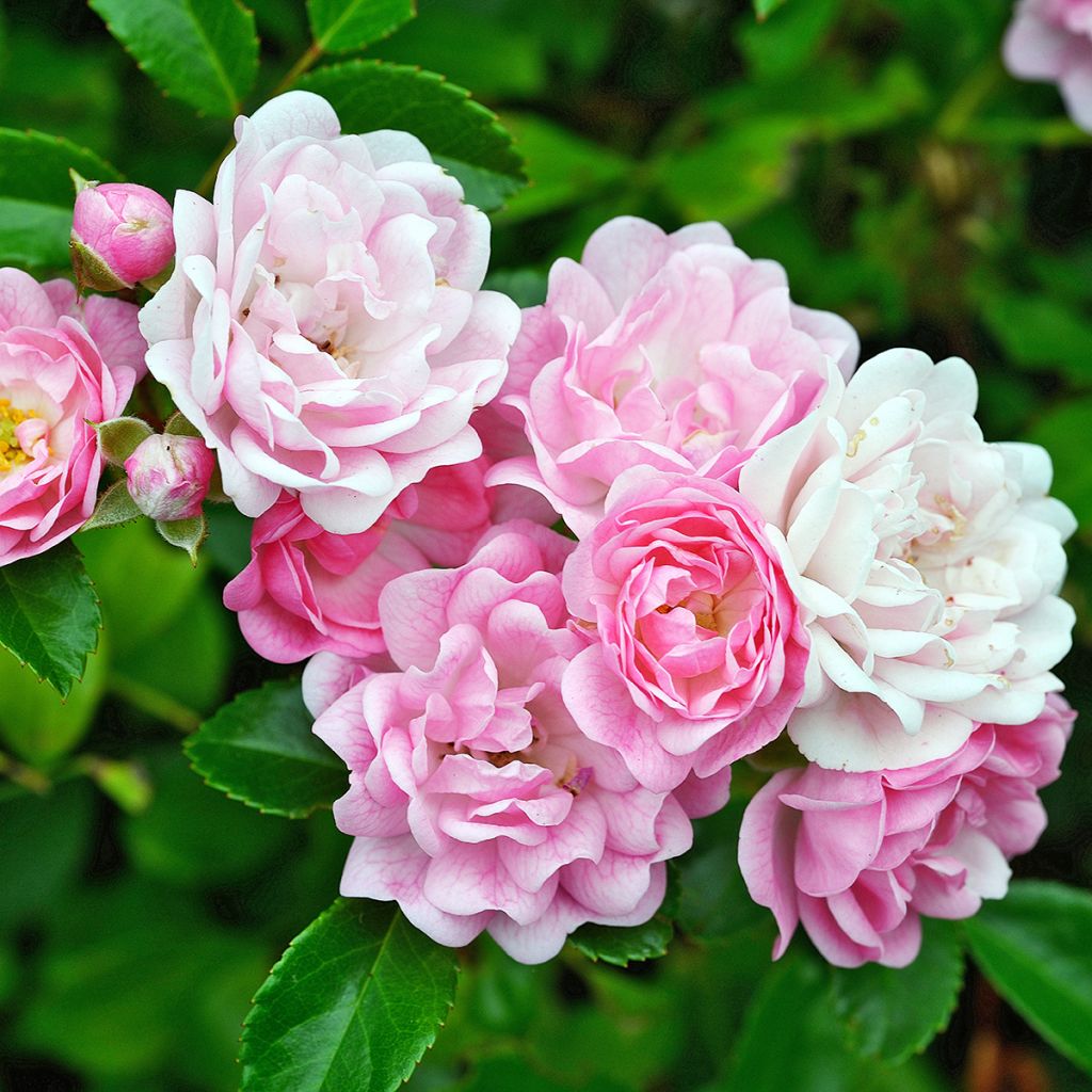 Rosa banksiae Rosea - Rosal de Banksia