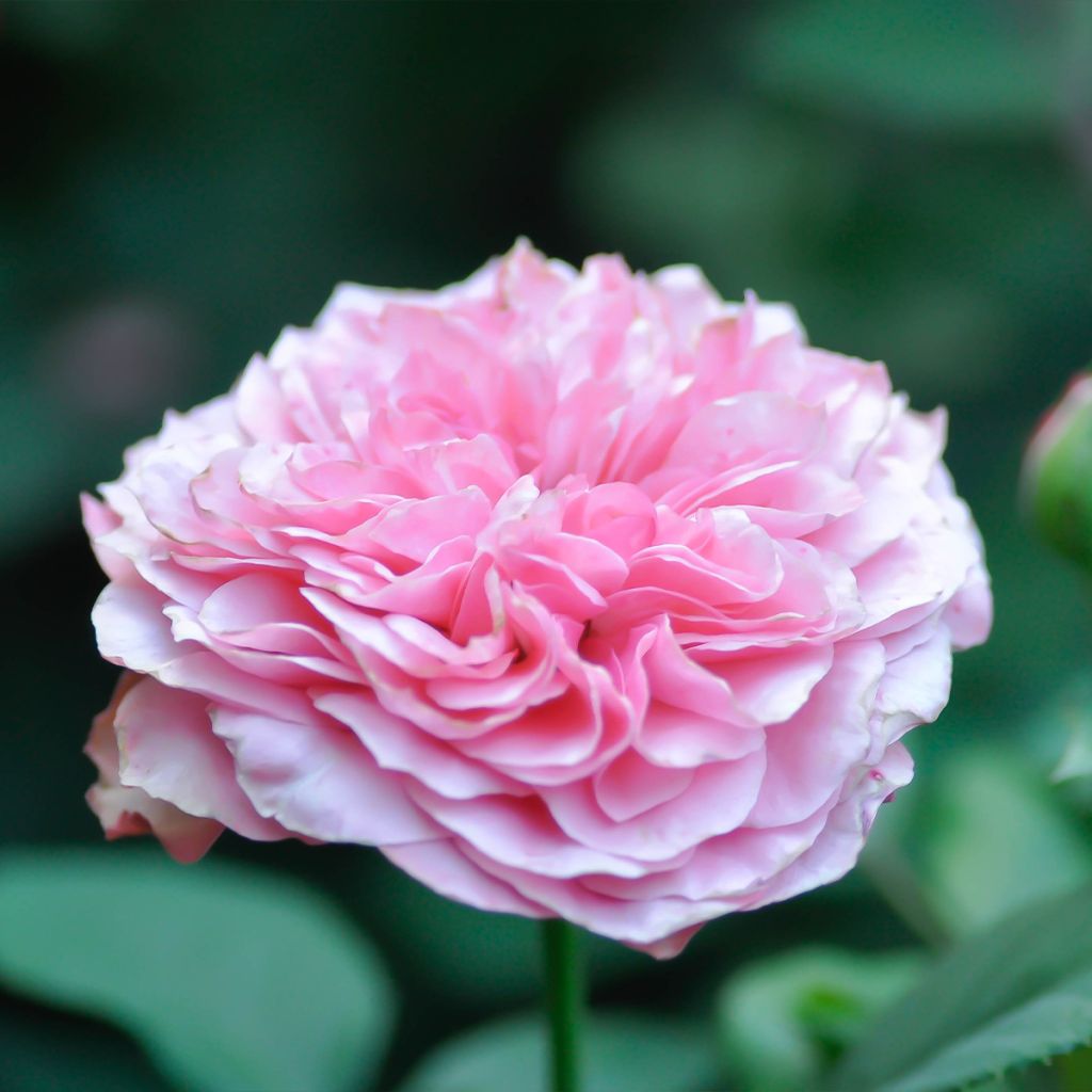 Rosa damascena - Rosa de Damasco