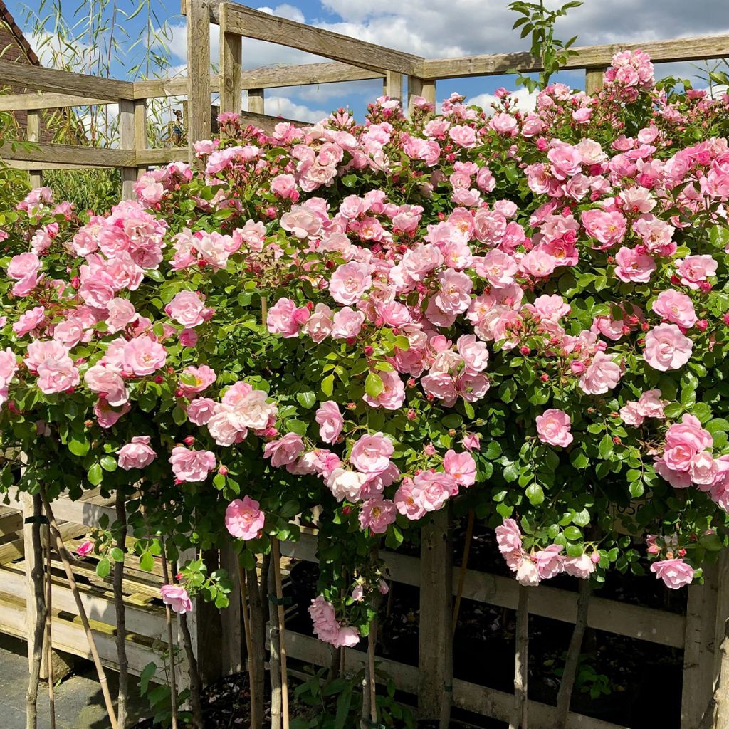 Rosal Decorosier Mareva (Rosal de pie alto)