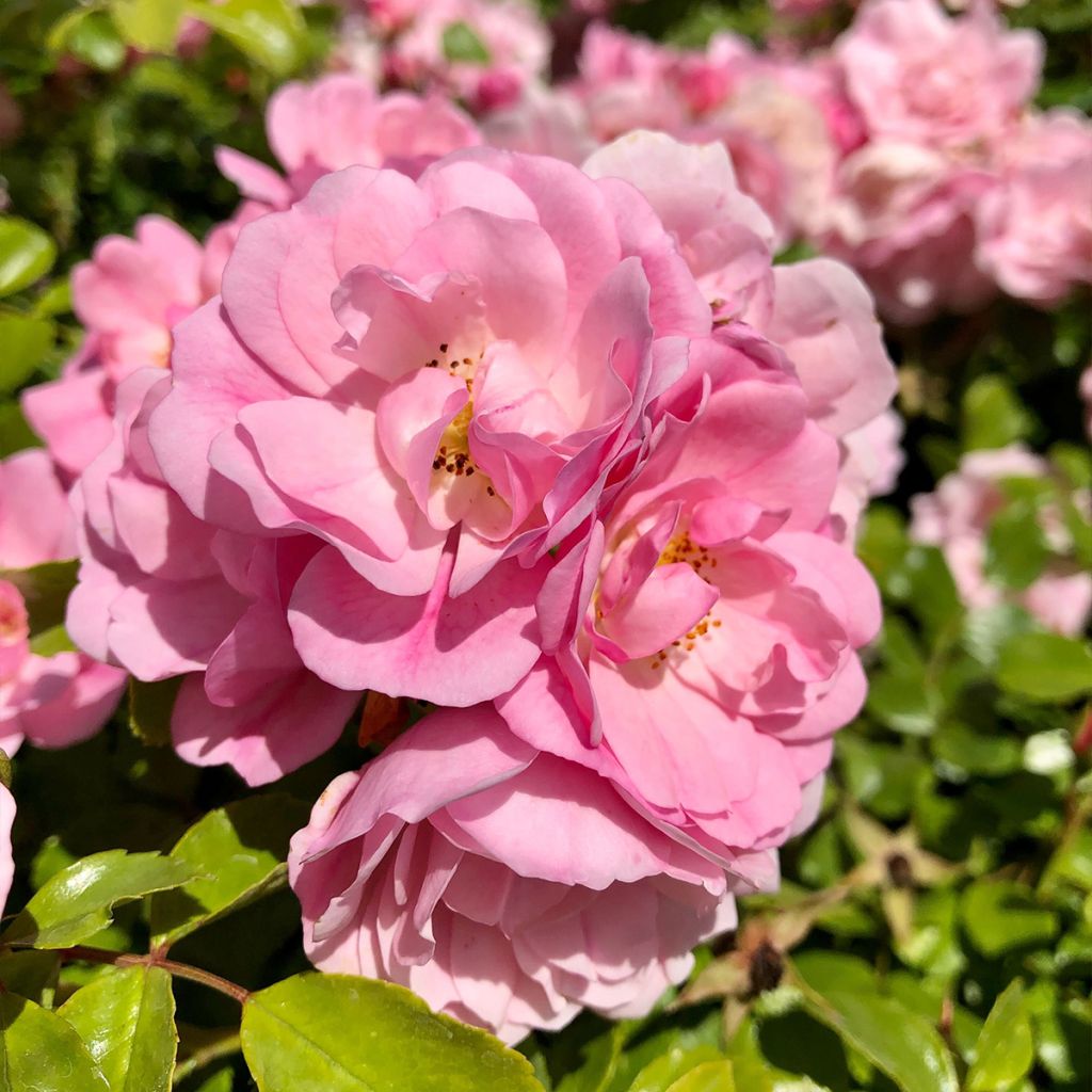 Rosal Decorosier Mareva (Rosal de pie alto)