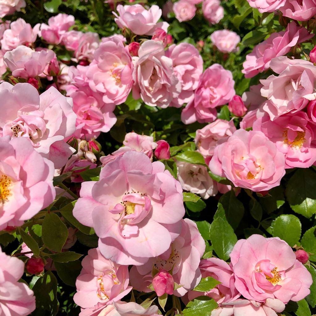 Rosal Decorosier Mareva (Rosal de pie alto)
