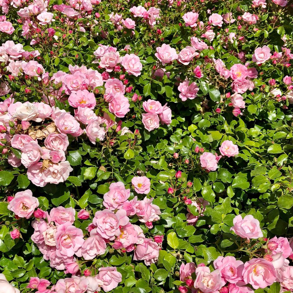 Rosal Decorosier Mareva (Rosal de pie alto)