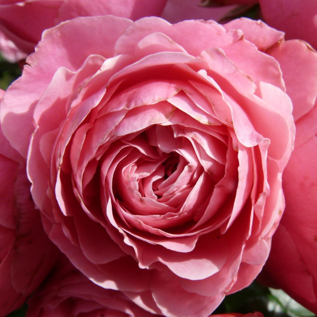 Rosal Pomponella
