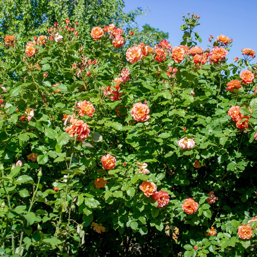 Rosal Aloha de Kordes - Rosal trepador