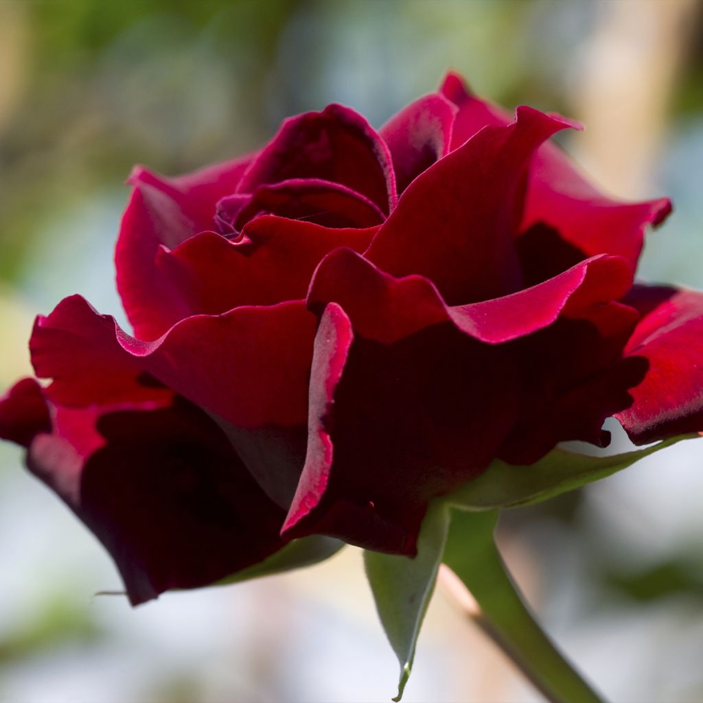 Rosal Etoile de Hollande - Rosal trepador