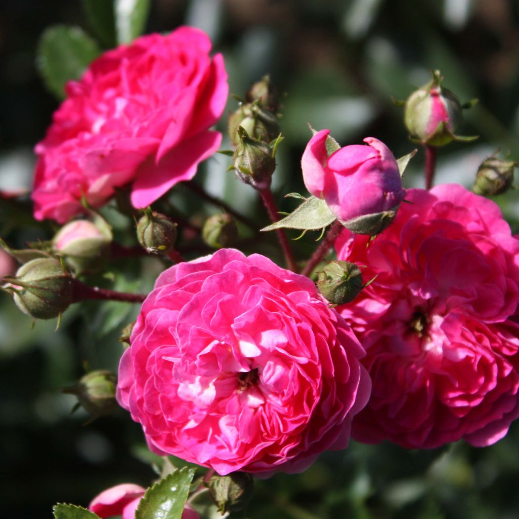 Rosal Excelsa - Rosal trepador