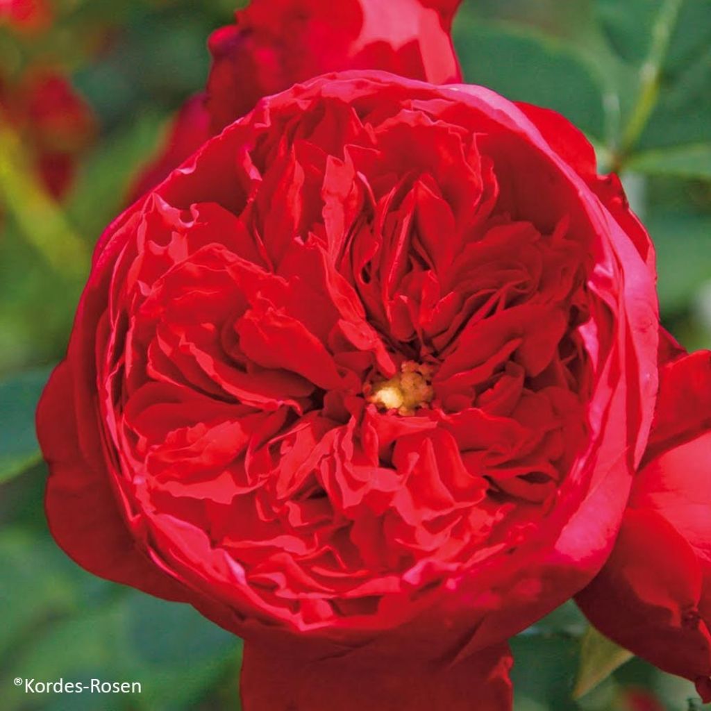 Rosal Florentina - Rosal trepador