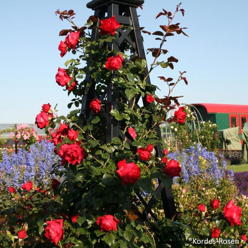 Rosal Florentina - Rosal trepador
