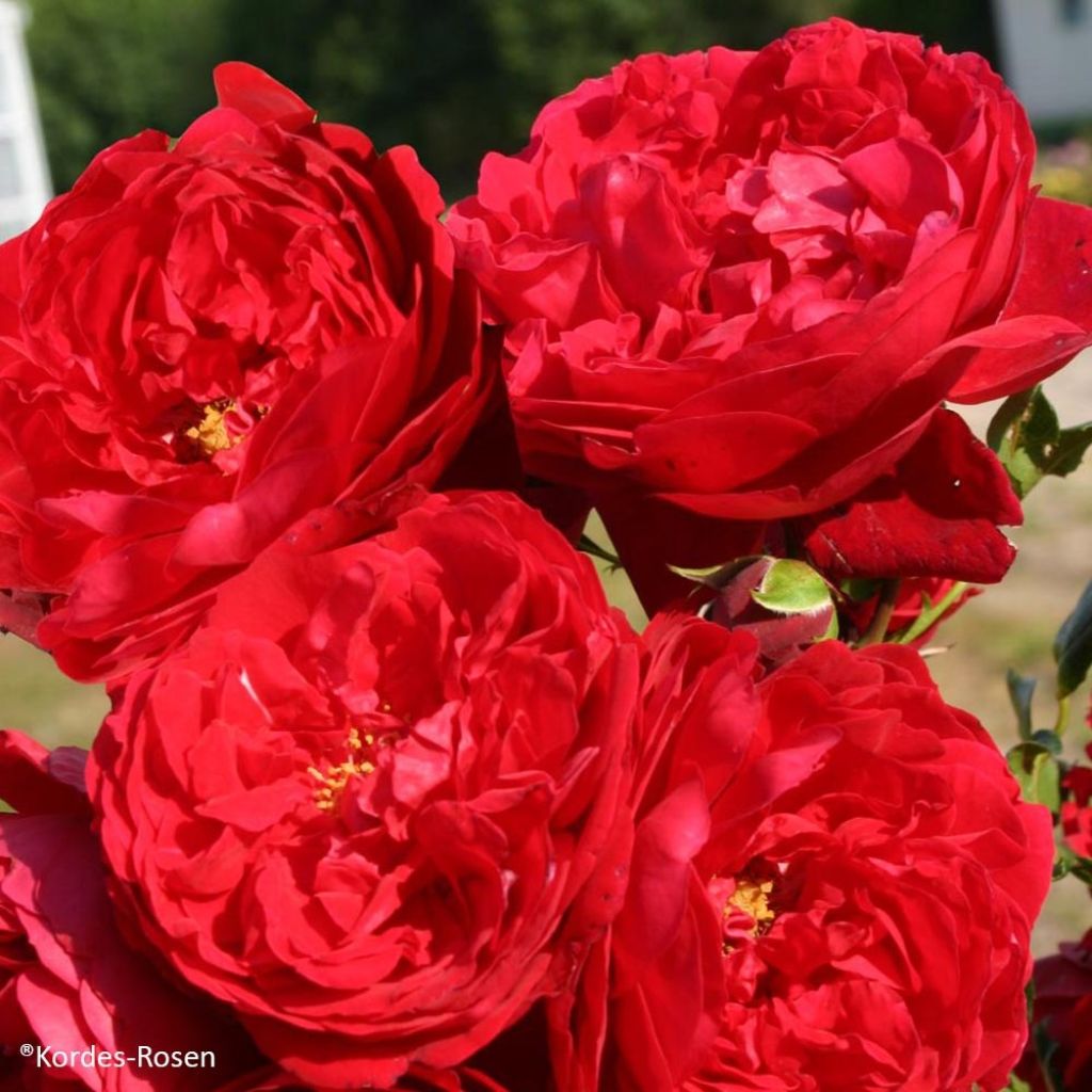 Rosal Florentina - Rosal trepador