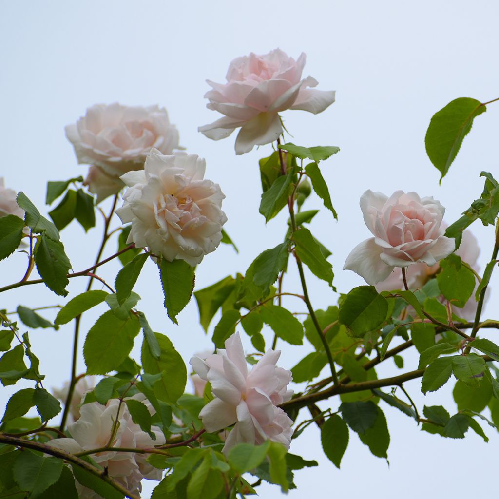 Rosal Madame Alfred Carrière - Rosal trepador