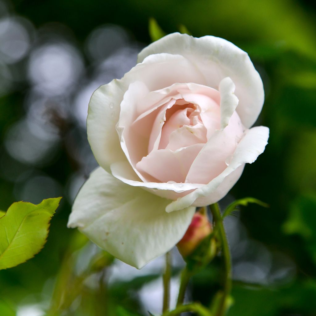 Rosal Madame Alfred Carrière - Rosal trepador