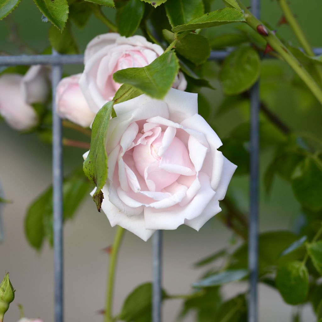 Rosal New Dawn - Rosal trepador