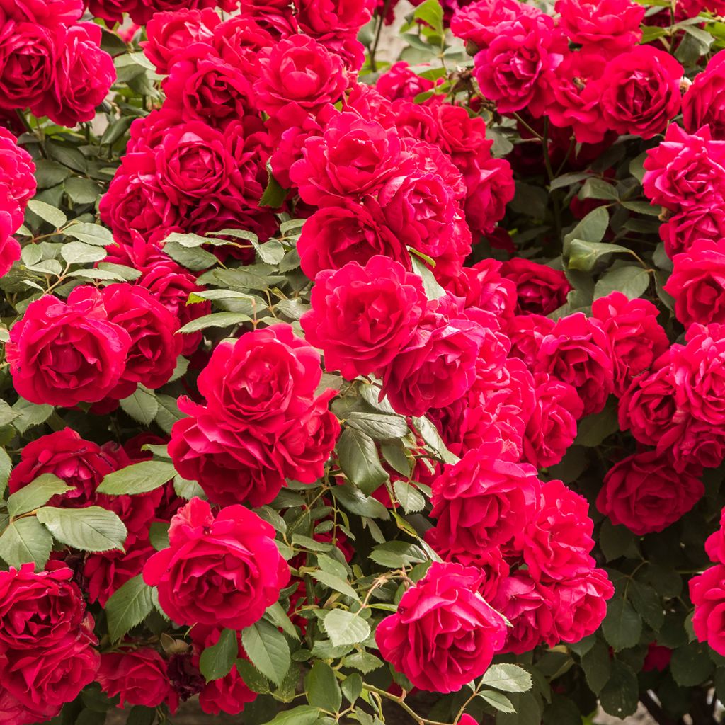 Rosal Paul's Scarlet Climber - Rosal trepador