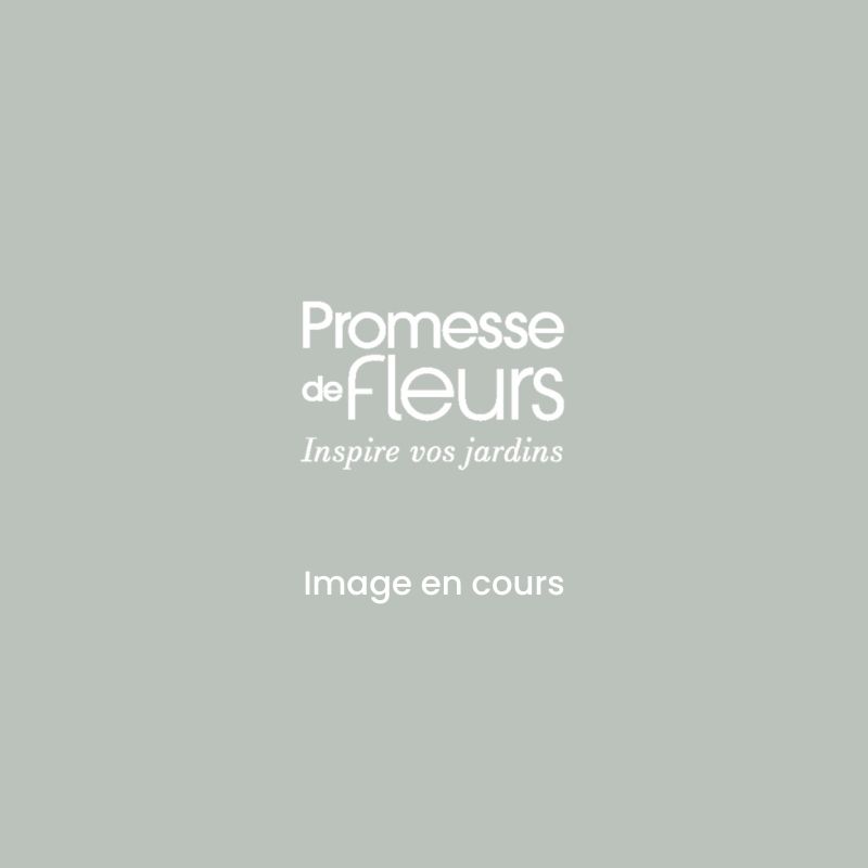 Rosal Sourire d'Isabelle - Rosal trepador