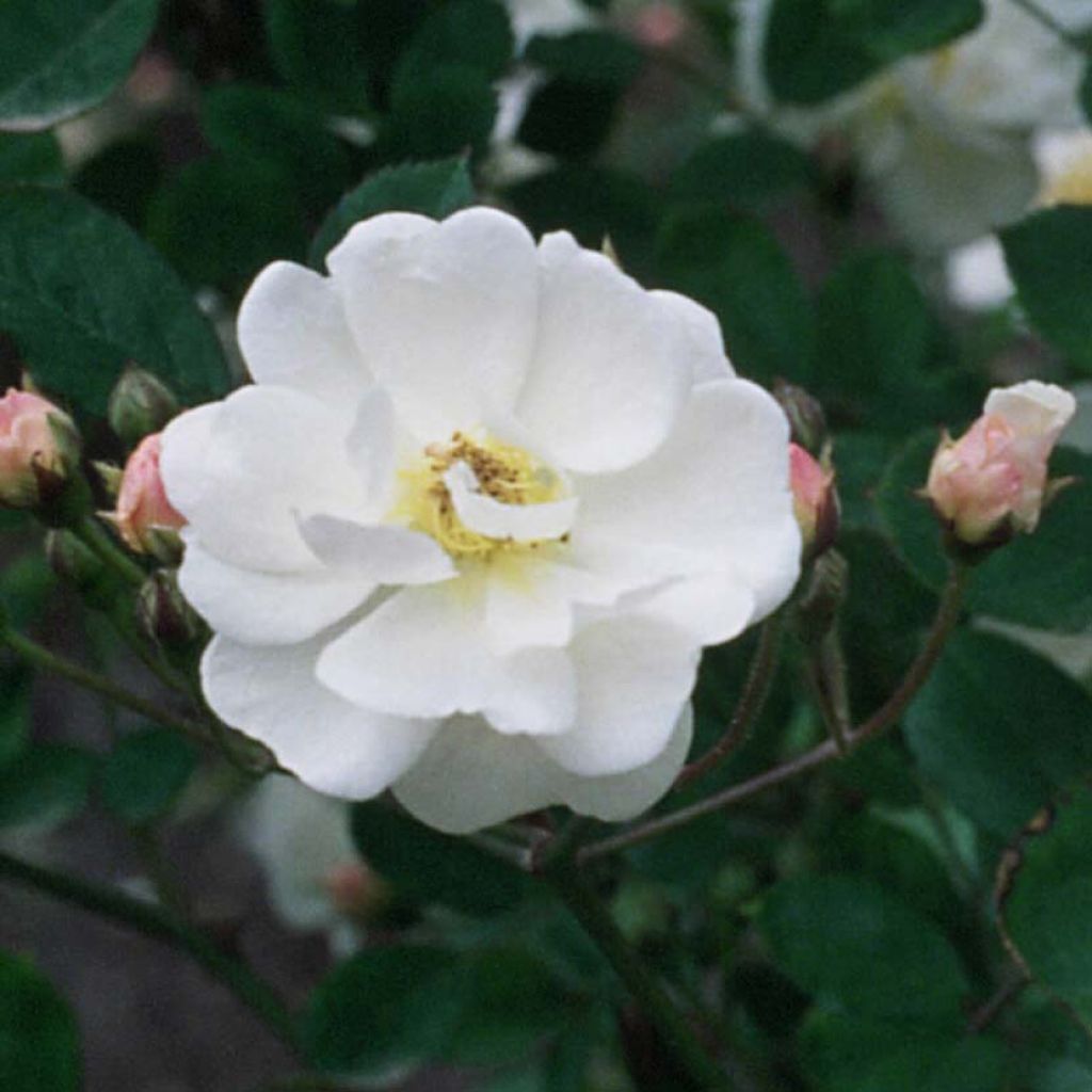 Rosal Trier - Rosal trepador