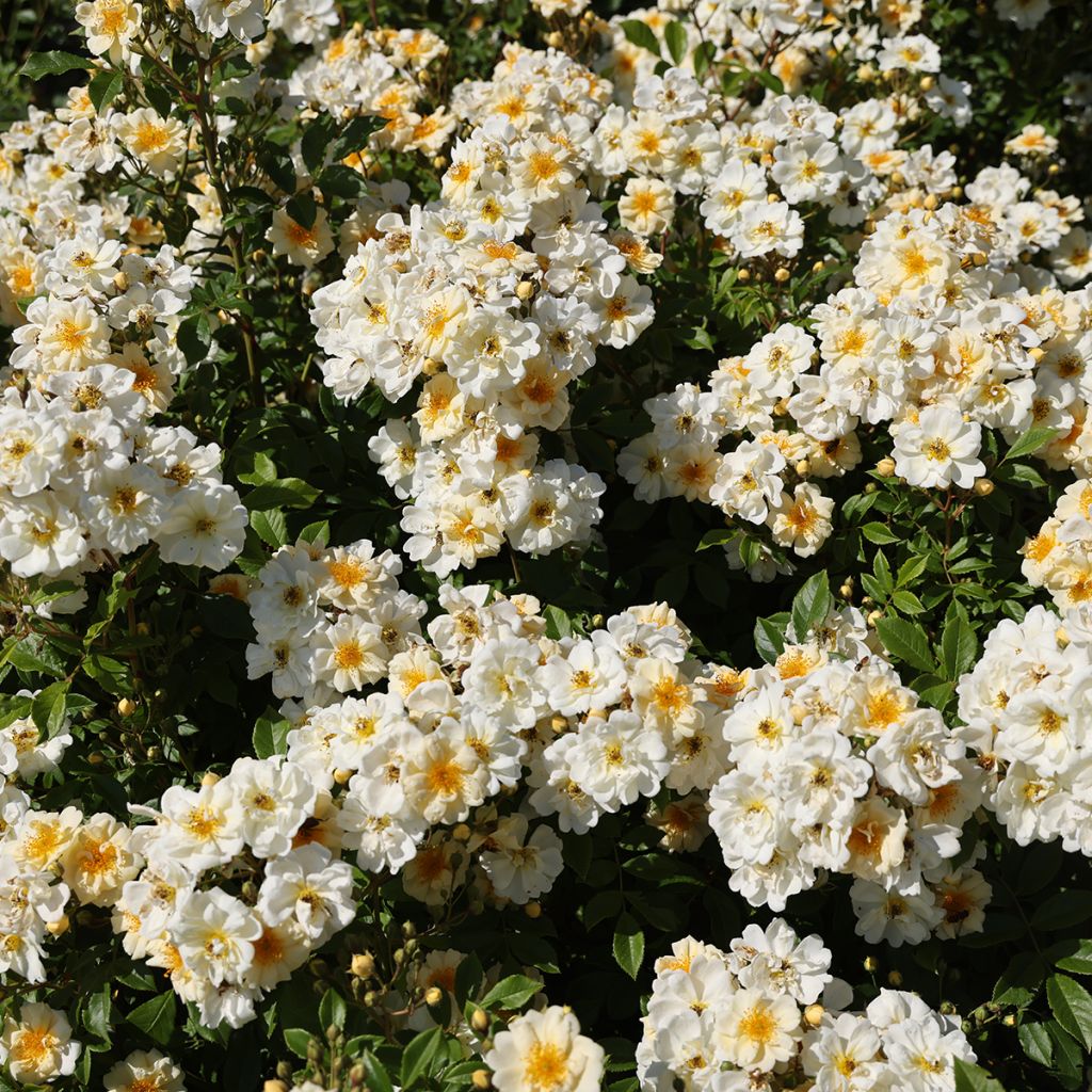 Rosa Goldfinch - Rosal liana