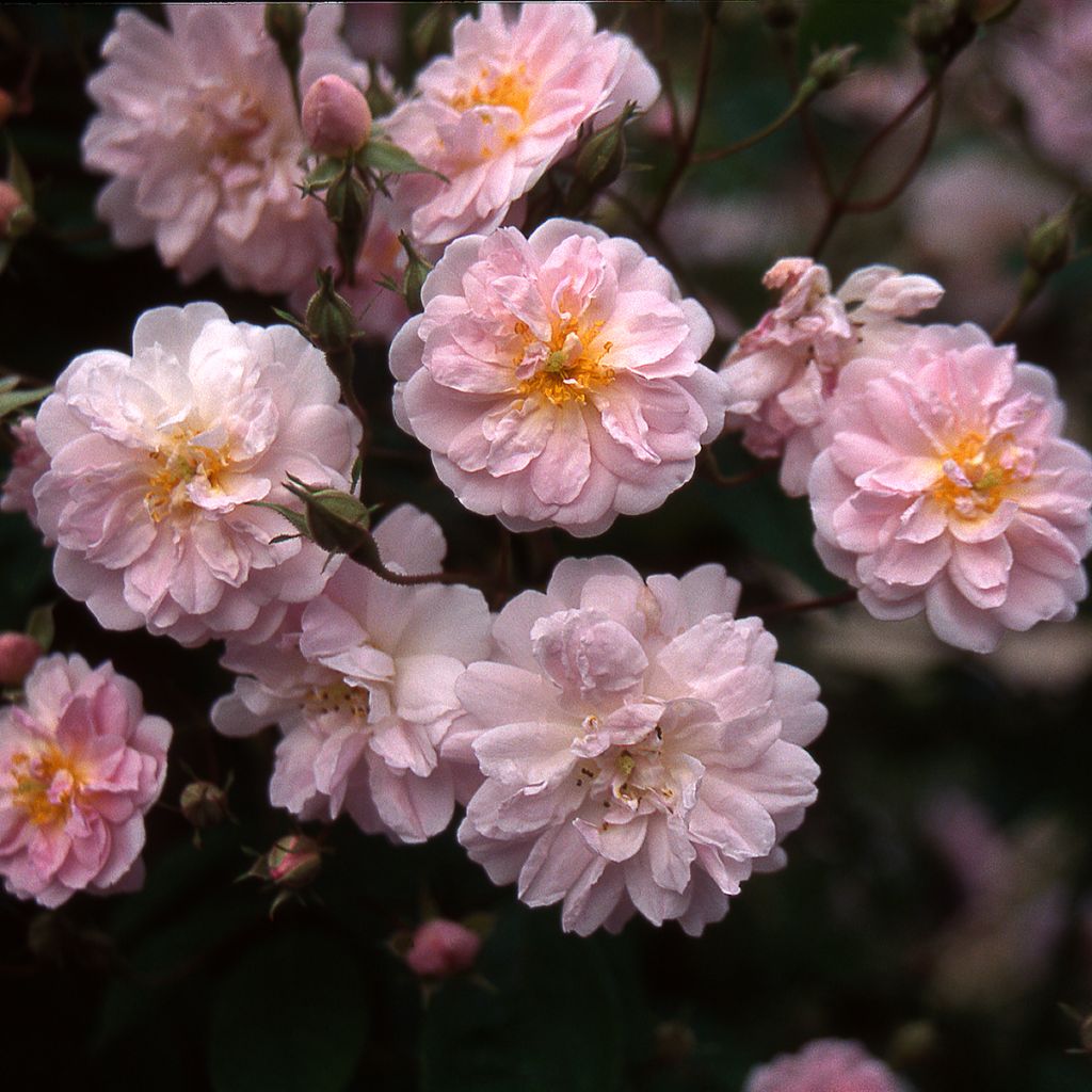 Rosal Paul's Himalayan Musk - Rosal liana