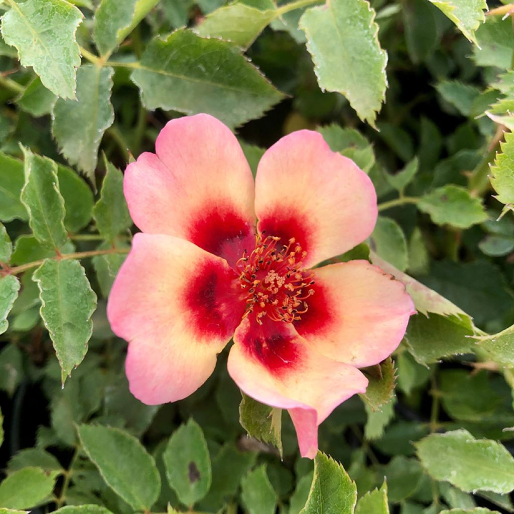 Rosal persica Fancy Babylon Eyes - Rosal tapizante