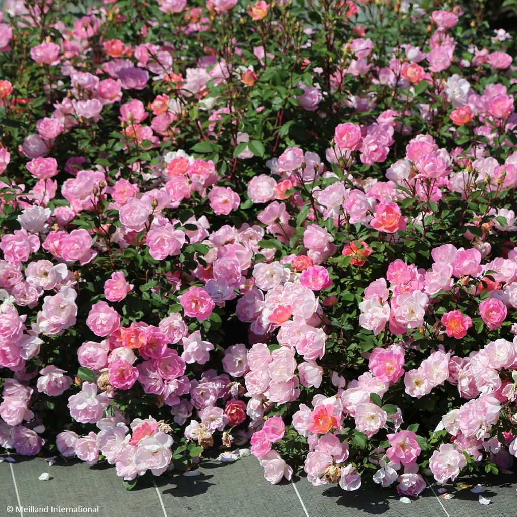 Rosal Meillandecor Pink Chantilly Meilevire