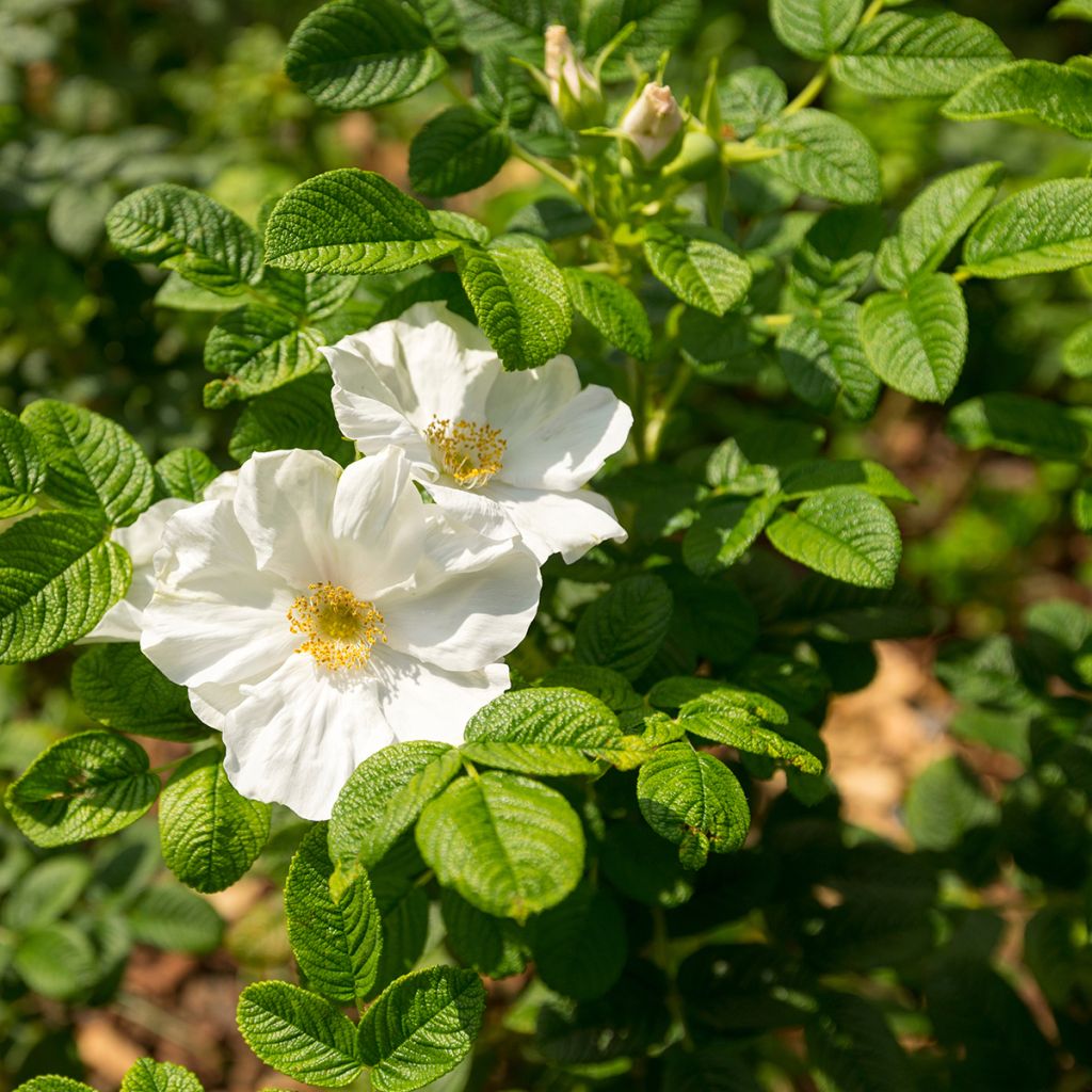 Rosal rugosa Alba