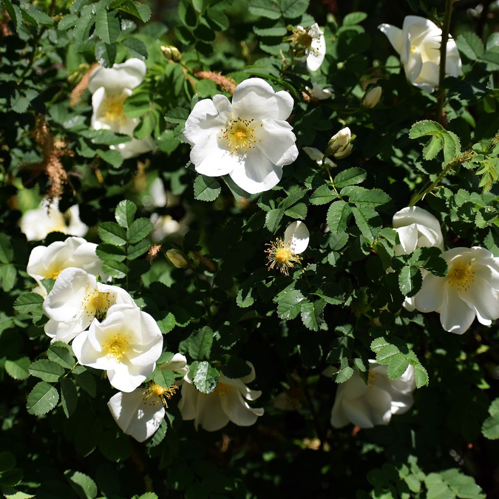 Rosal rugosa Alba