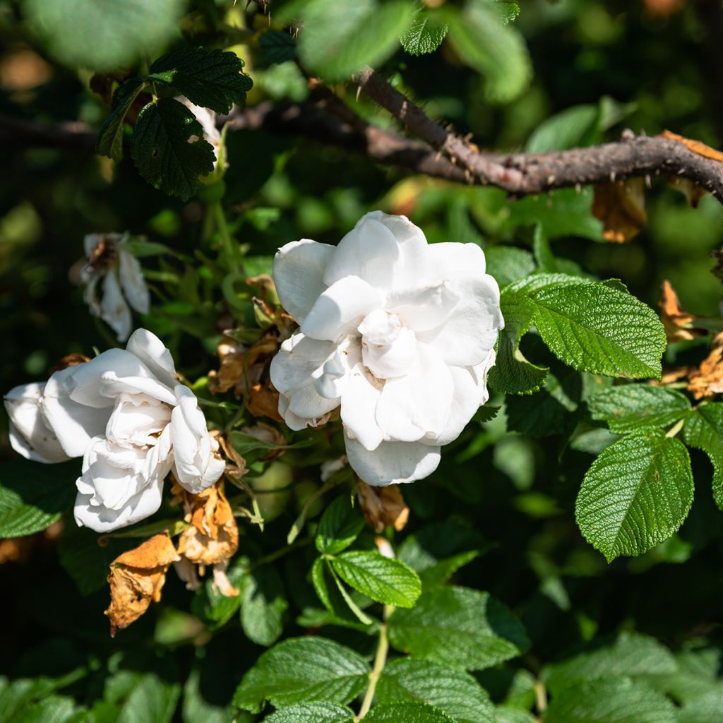 Rosal rugosa Blanc Double de Coubert