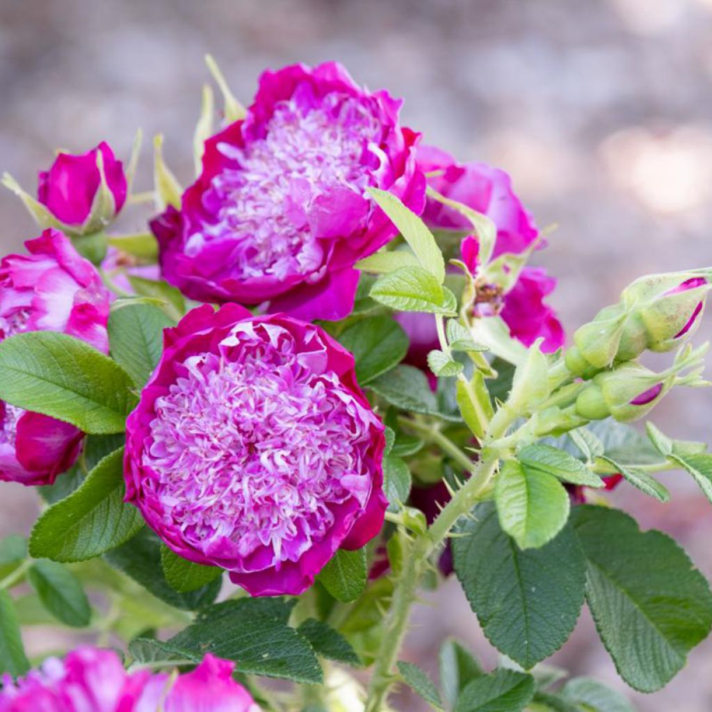Rosal Pompom Perfume