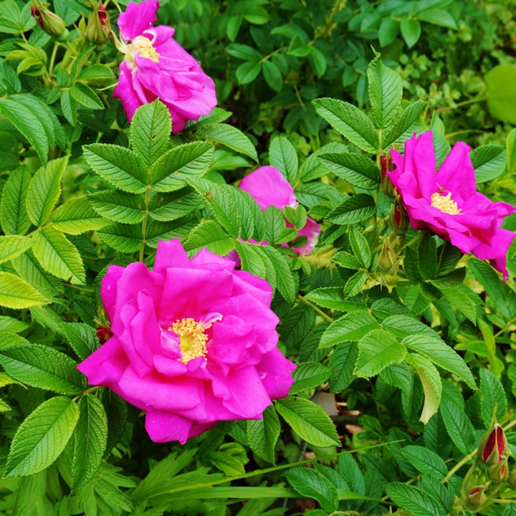 Rosal rugosa