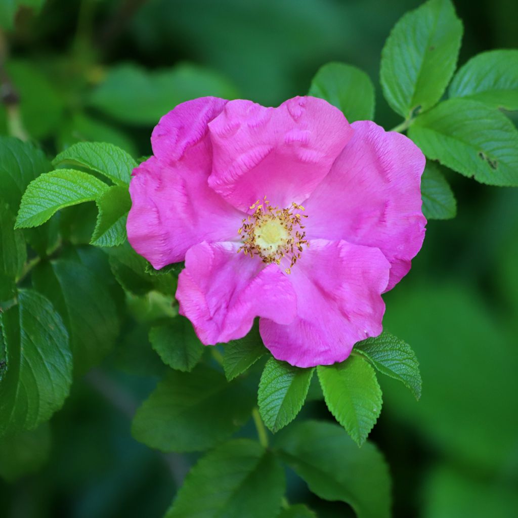 Rosal rugosa