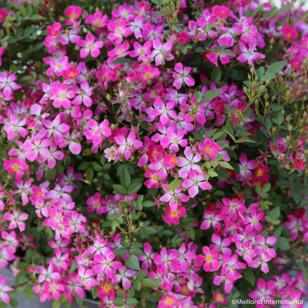 Rosal Galaxy Antares - Rosal enano