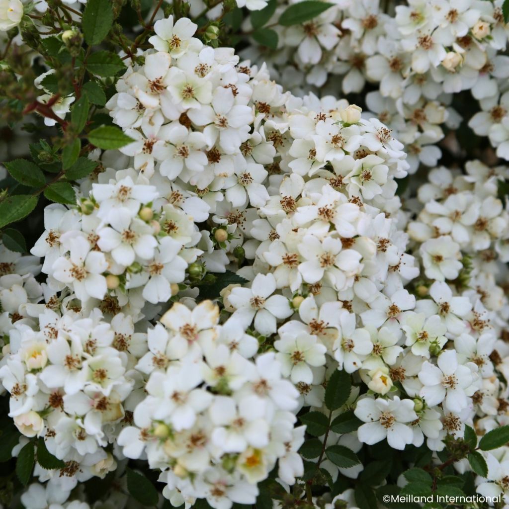 Rosal Galaxy Arcturus - Rosal enano