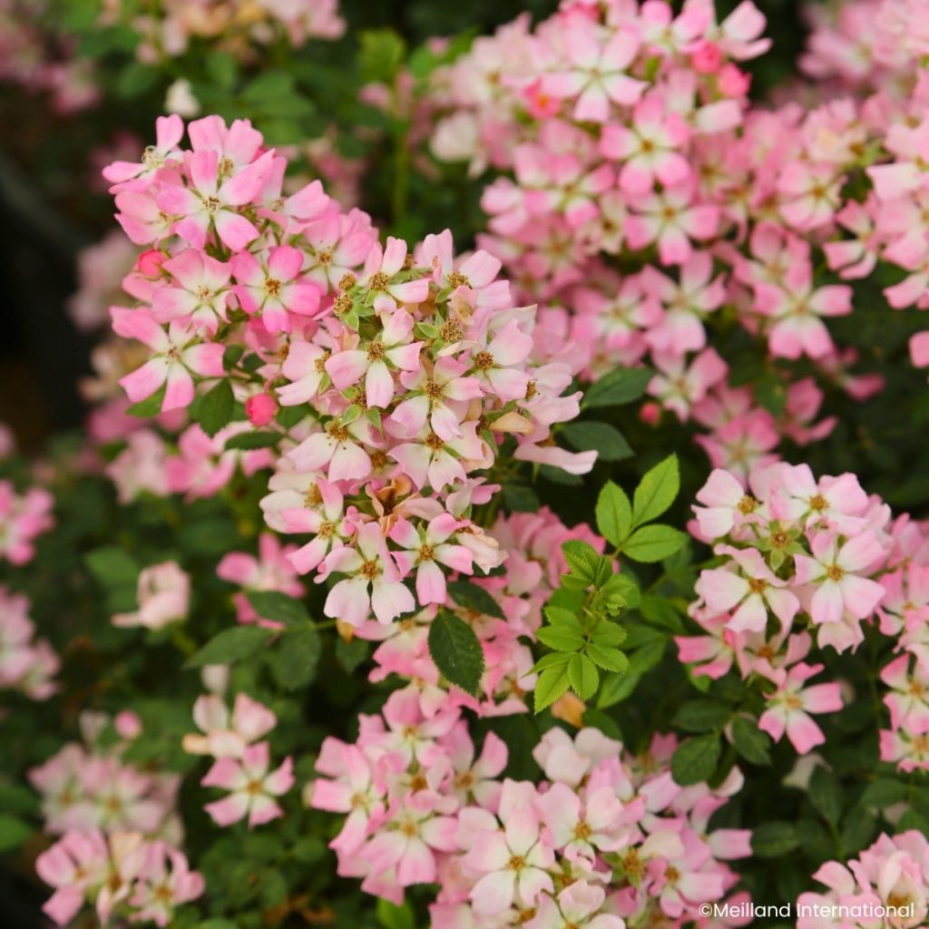 Rosal Galaxy Vega - Rosal enano