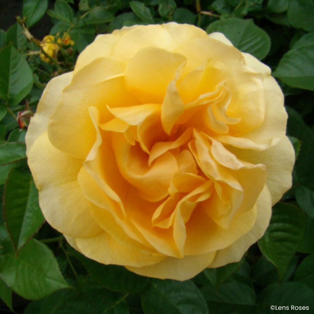 Rosa Absolutely Fabulous